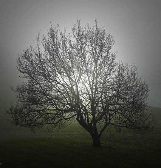 http://www.onthetopicof.com/Photos/Trees/Magnoliainthemistorig112709~1email.jpg