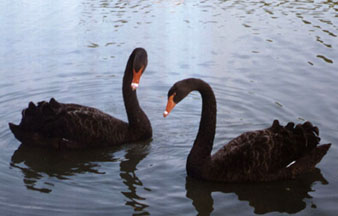 http://www.onthetopicof.com/Swans/Swan4smlres72crp.jpg