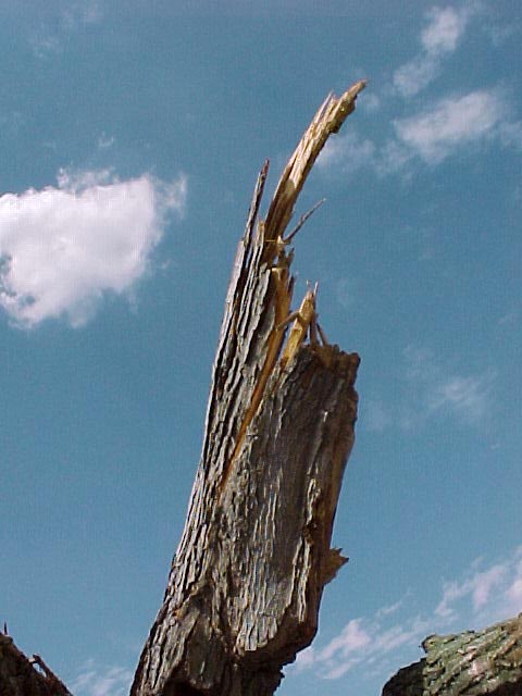 http://www.onthetopicof.com/Woodpile/woodpile%203%2062099%20reach%20the%20sky.jpg